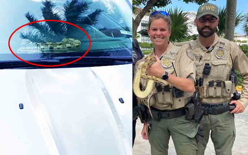 Woman shocked after finding snake on dashboard of rental car