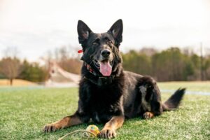 Sarge retires after 6 years of service as a gloucester k-9 cop
