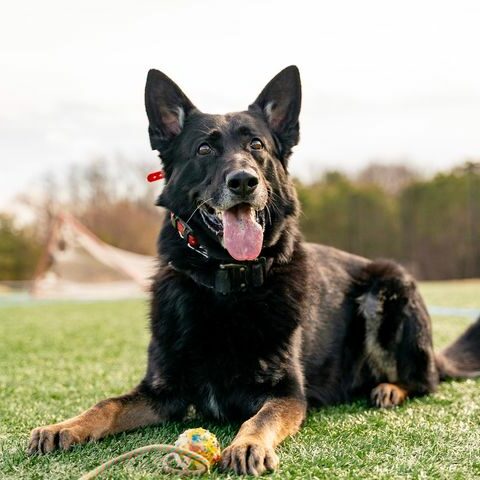 Sarge retires after 6 years of service as a gloucester k-9 cop - photo licensed by shore news network.