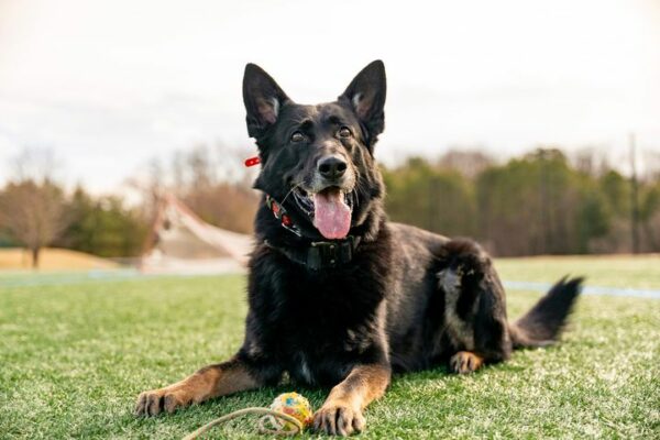 Sarge retires after 6 years of service as a Gloucester K-9 cop