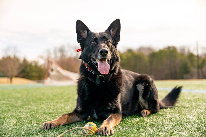 Sarge retires after 6 years of service as a Gloucester K-9 cop