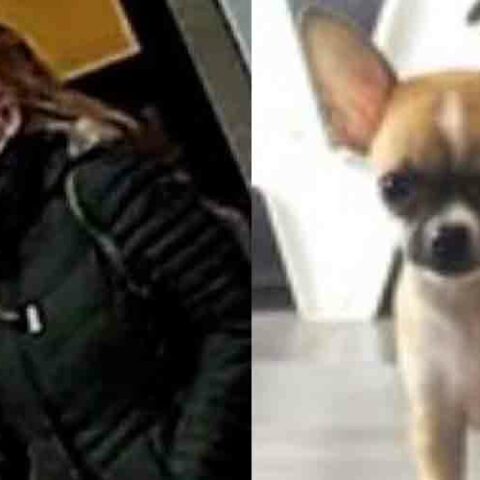Woman sought by police who stole $6,000 puppy from petland hailed as a hero by many in columbus - photo licensed by shore news network.