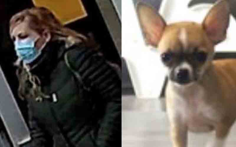 Woman sought by police who stole $6,000 puppy from Petland hailed as a hero by many in Columbus
