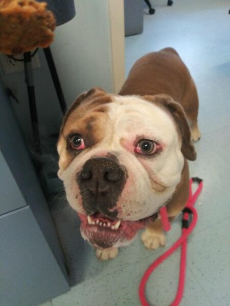 Do You Know This Cute Fella? Stafford Police Say He Wants to Go Home