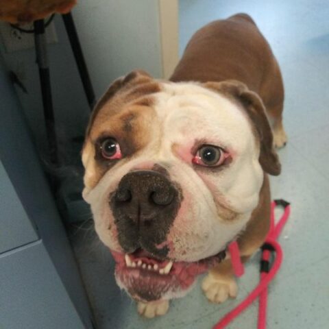 Do you know this cute fella? Stafford police say he wants to go home - photo licensed by shore news network.