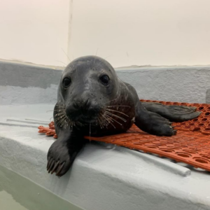 Another pup in distress rescued by the marine mammal stranding center - photo licensed by shore news network.