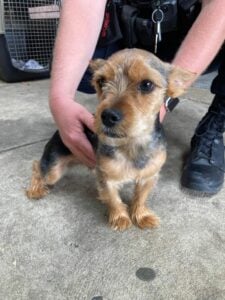 Do you know this guy? He was found on the loose in monroe