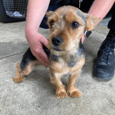 Do you know this guy? He was found on the loose in monroe - photo licensed by shore news network.