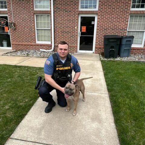 Is he yours? Police helping to find home for dog found in pemberton - photo licensed by shore news network.