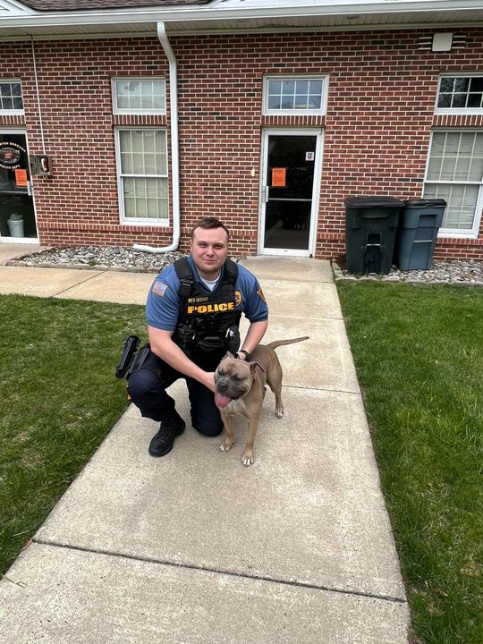 Is He Yours? Police Helping to Find Home for Dog Found in Pemberton