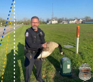 Take a gander: columbus cops save goose struck by car