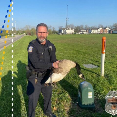 Take a gander: columbus cops save goose struck by car - photo licensed by shore news network.