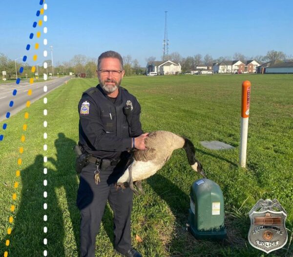 Take a Gander: Columbus Cops Save Goose Struck by Car