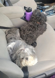 Two Service Dogs Stolen In Car Theft In D.C., 15 Year-Old Suspects Arrested