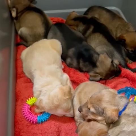 Tiny puppies saved days after being thrown in dumpster - photo licensed by shore news network.