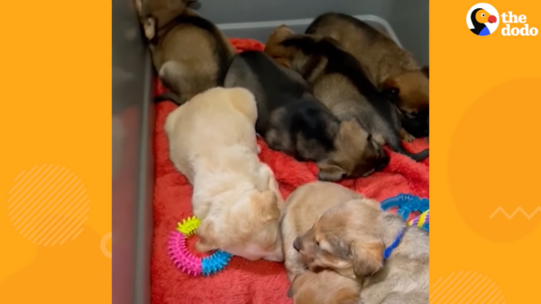 Tiny Puppies Saved Days After Being Thrown in Dumpster