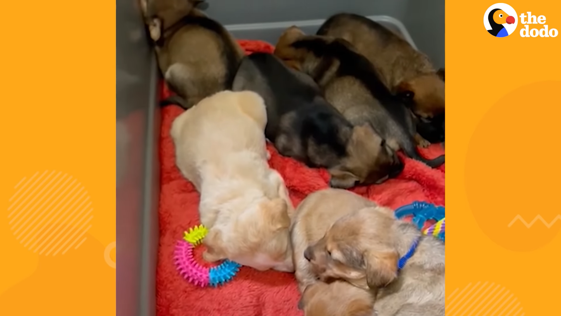 Tiny Puppies Saved Days After Being Thrown in Dumpster