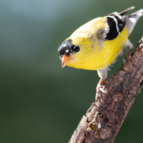 Did governor murphy just change the state bird? - photo licensed by shore news network.