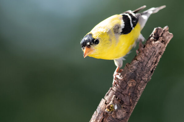 Did Governor Murphy Just Change the State Bird?