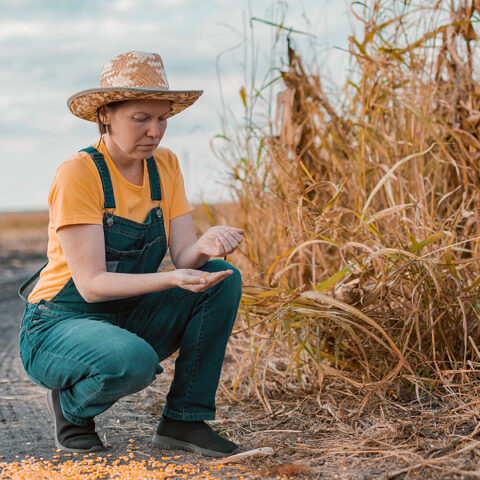 Dutch farmers launch revolt against climate rules threatening to end their livelihoods - photo licensed by shore news network.