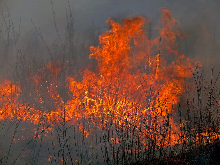 Pemberton firebug charged with setting forest fire - photo licensed by shore news network.