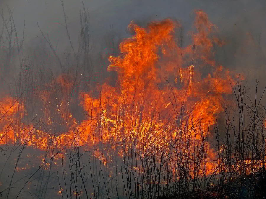 Pemberton Firebug Charged with Setting Forest Fire