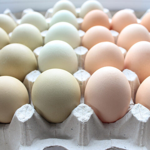 Good luck finding easter eggs to dye this year - photo licensed by shore news network.