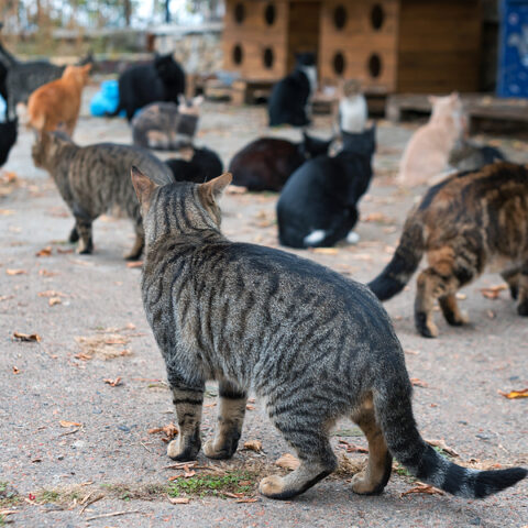 Burlington officials say don't feed the feral cats - photo licensed by shore news network.