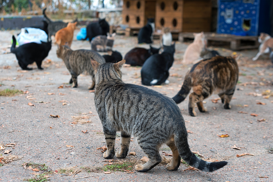 Burlington Officials Say Don't Feed the Feral Cats