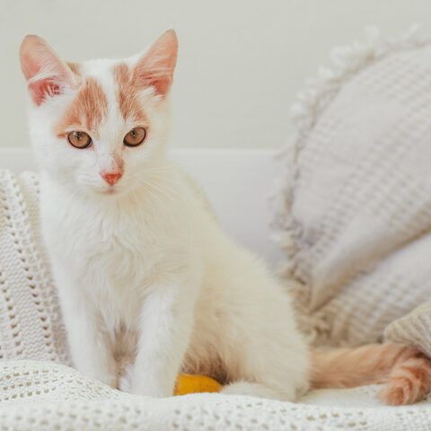 New jersey shelter offers service to neuter your ex for valentine's day - photo licensed by shore news network.