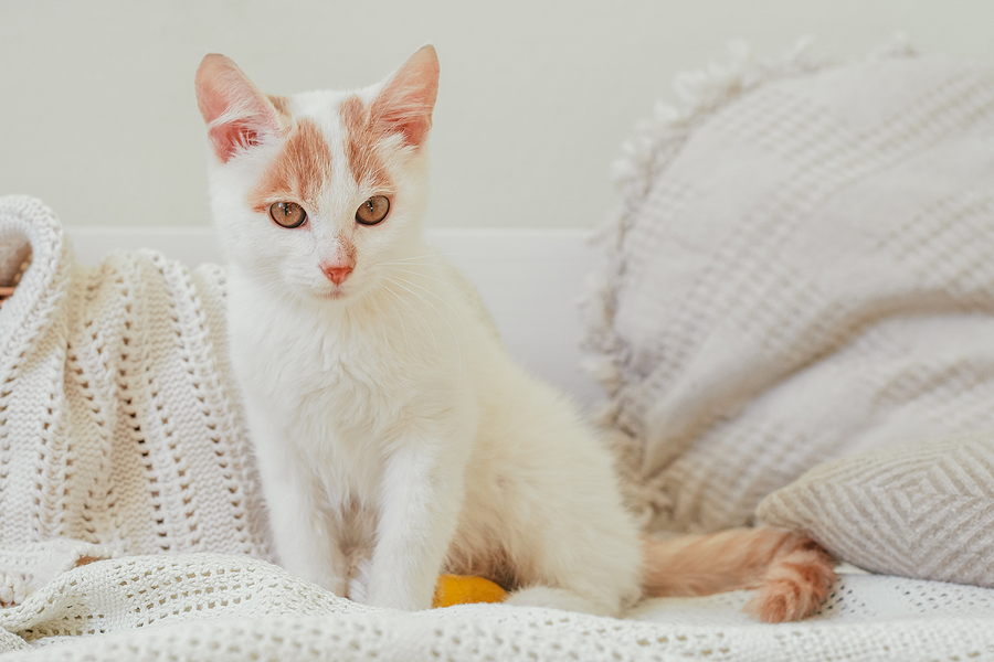 New Jersey Shelter Offers Service to Neuter Your Ex for Valentine's Day