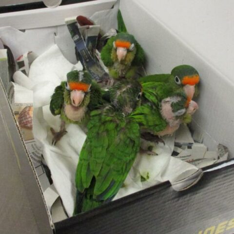 Cbp officers again intercept smuggled parrots - photo licensed by shore news network.