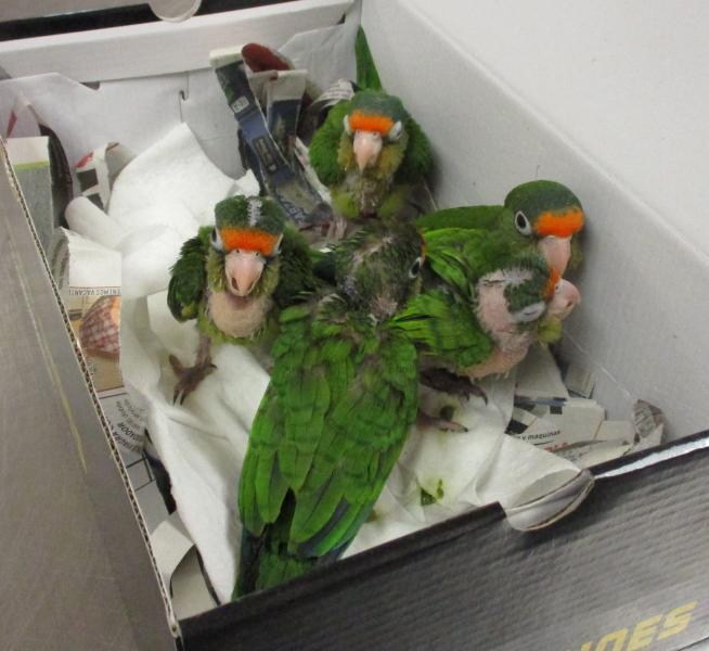 Smuggled birds intercepted by CBP.