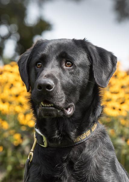 CBP JFK K-9 AG Bobo Retires