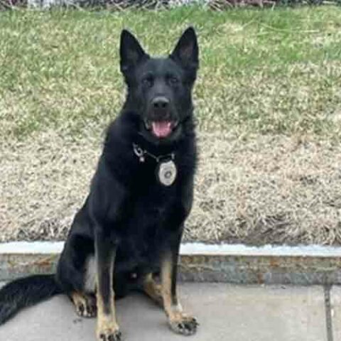Utica police k-9 dak gets body armor donation - photo licensed by shore news network.