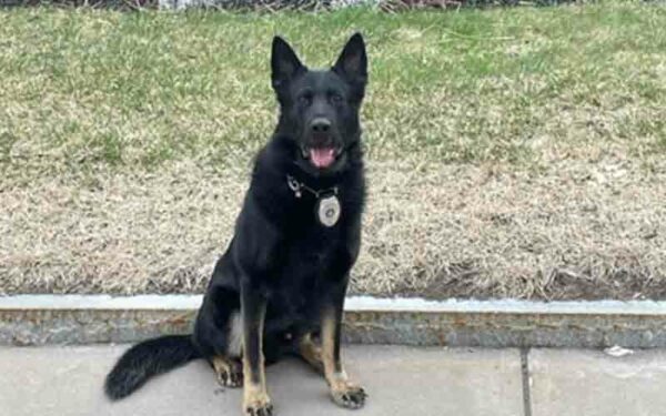 Utica Police K-9 Dak Gets Body Armor Donation
