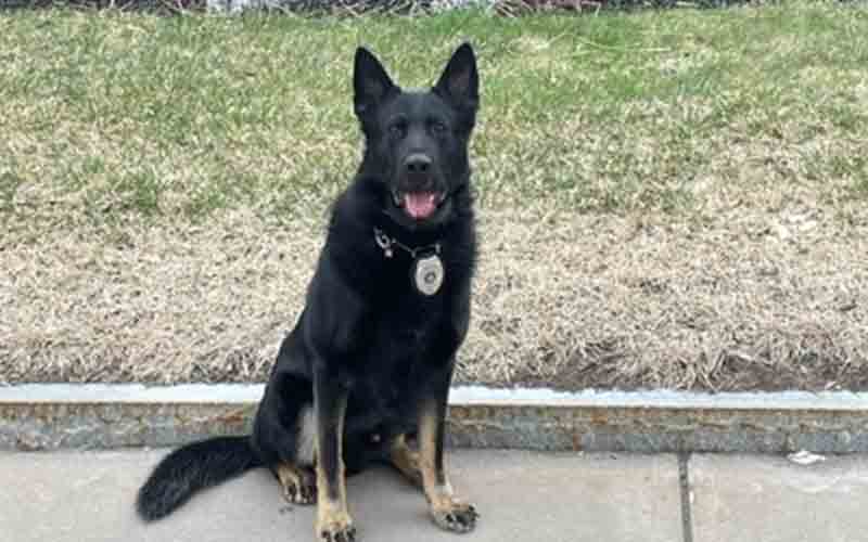 Utica Police K-9 Dak Gets Body Armor Donation