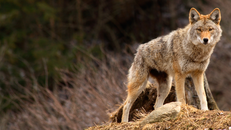 East Brunswick Police Department Says to Use Caution as Coyotes Sighted