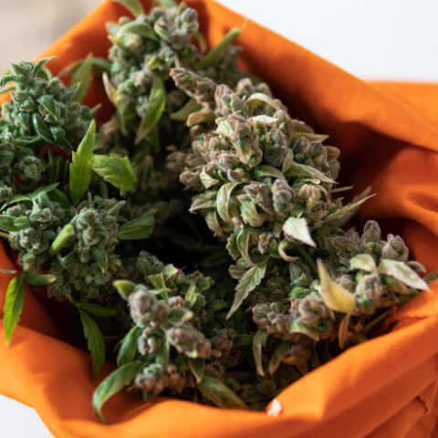 Off duty new jersey cops can smoke weed, but maybe not for long - photo licensed by shore news network.