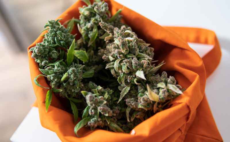 Off Duty New Jersey Cops Can Smoke Weed, But Maybe Not for Long