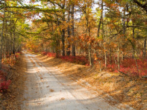 Sunset hike on the little pine planes to offers hikers and inside look into south jersey's pigmy pines