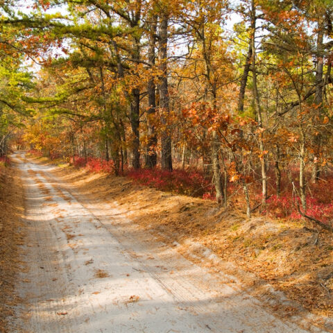 Sunset hike on the little pine planes to offers hikers and inside look into south jersey's pigmy pines - photo licensed by shore news network.