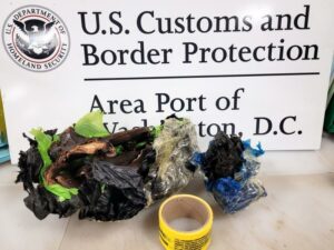 Four-year-old encountered during marijuana smuggling event