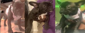 20 week-old french bulldog puppy stolen in southwest d. C.