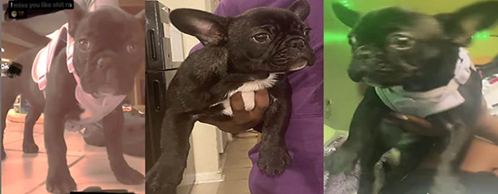 20 Week-Old French Bulldog Puppy Stolen In Southwest D.C.