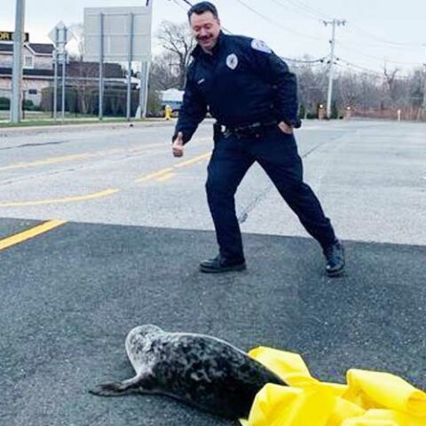 Seal pup roaming streets of southampton rescued by police - photo licensed by shore news network.