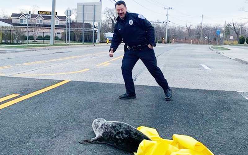 Seal Pup Roaming Streets of Southampton Rescued by Police