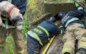 Firefighters Rescue Dog Stuck in Deep in Muddy Storm Drain