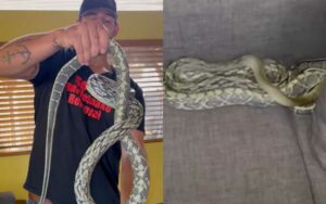 Man finds giant 7 foot snake under couch cushion