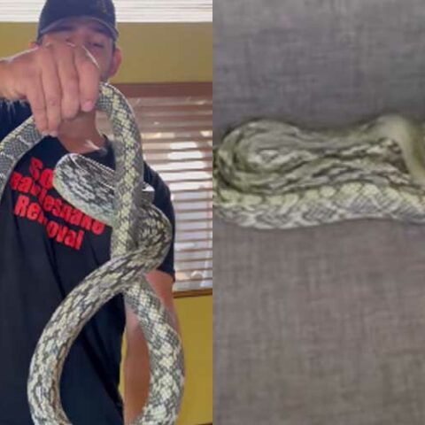 Man finds giant 7 foot snake under couch cushion - photo licensed by shore news network.